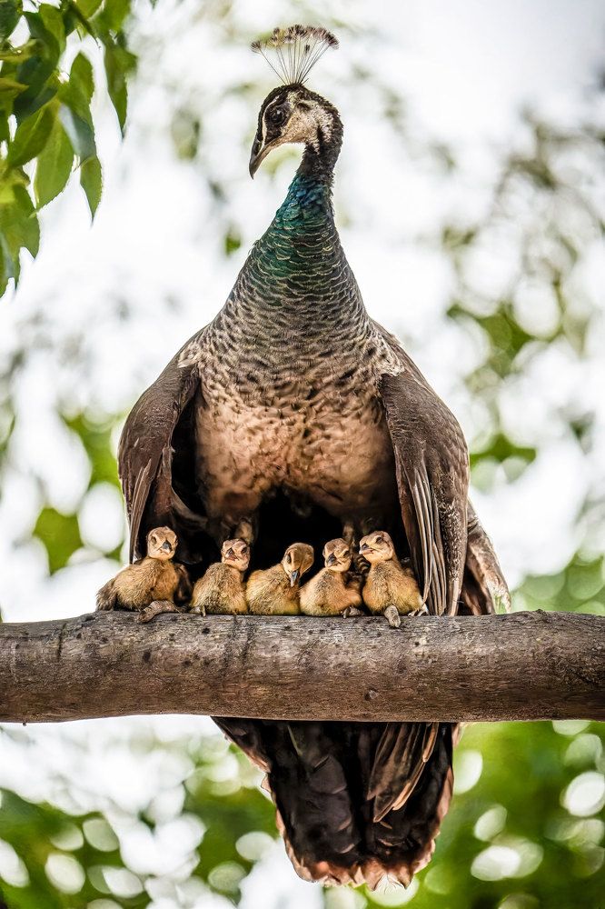 Indian Peafowl With Chicks In Nighttime Safe Haven.