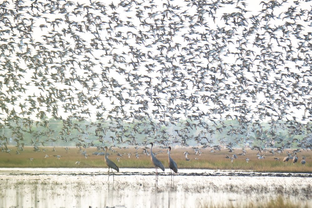 Calmly looking at the chaos