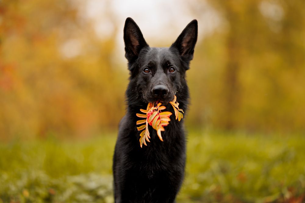 Черный пес с рябиной