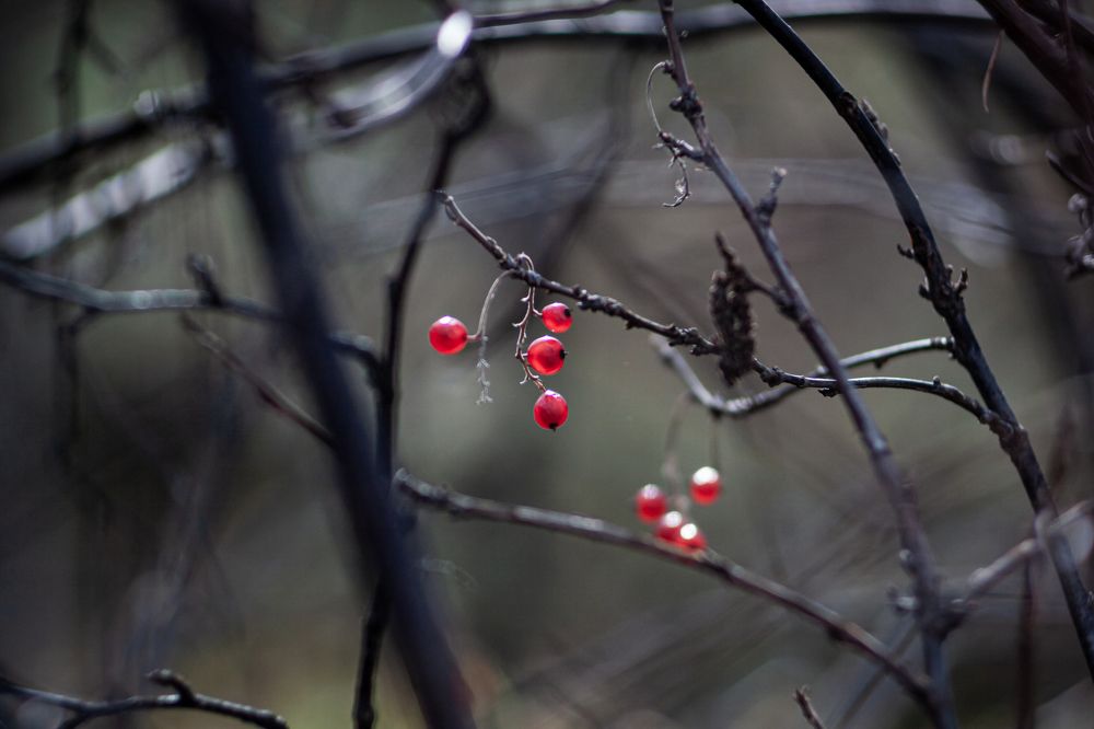Photograph by Наталья Островцева