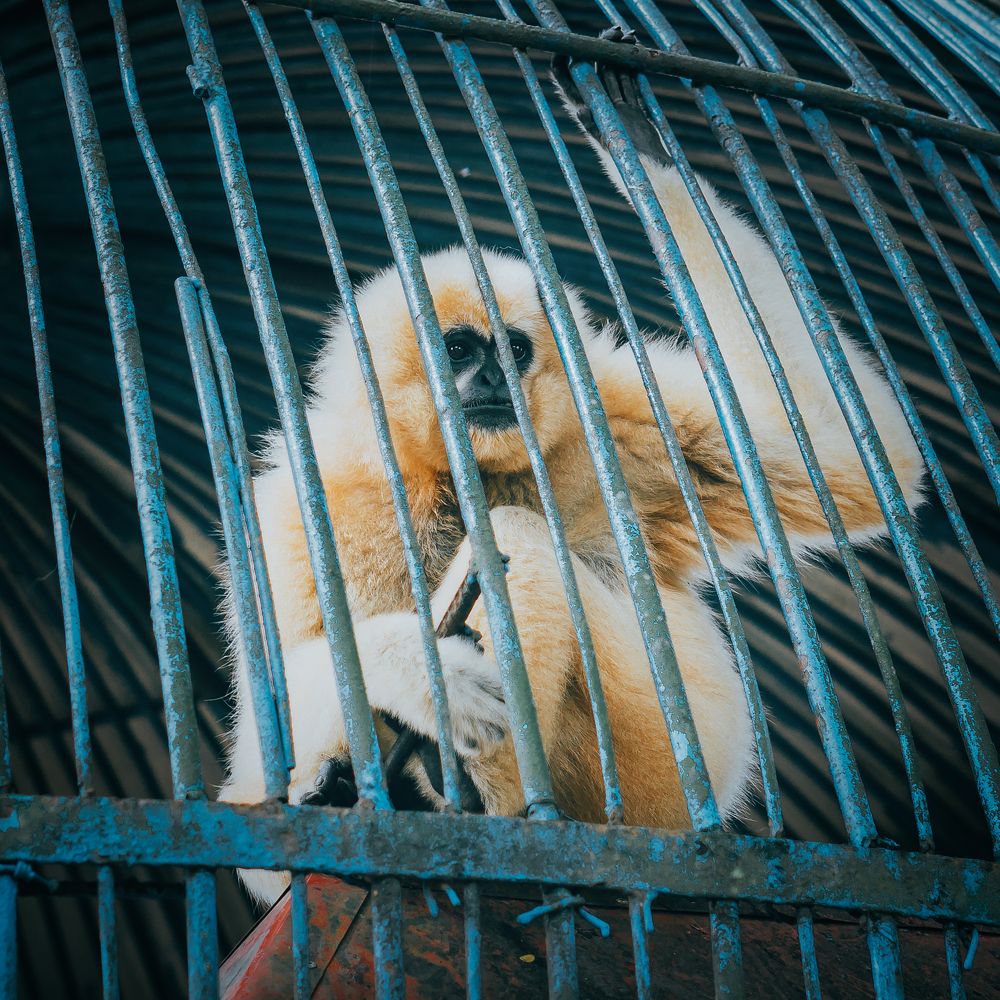 Фотография автора Pham Anh Vu