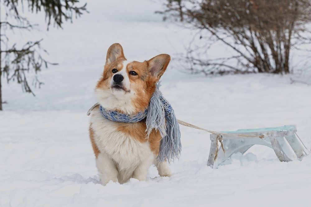 Фотография автора Елена Попова