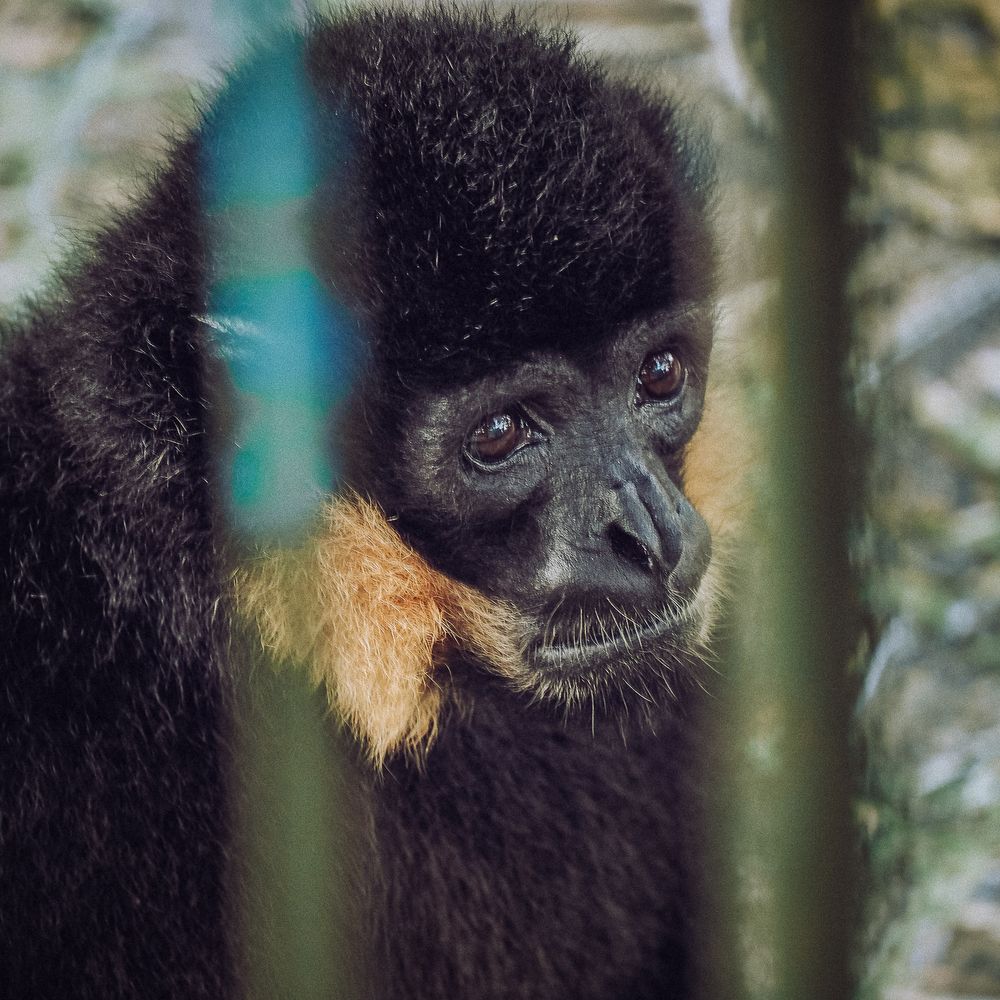 Фотография автора Pham Anh Vu