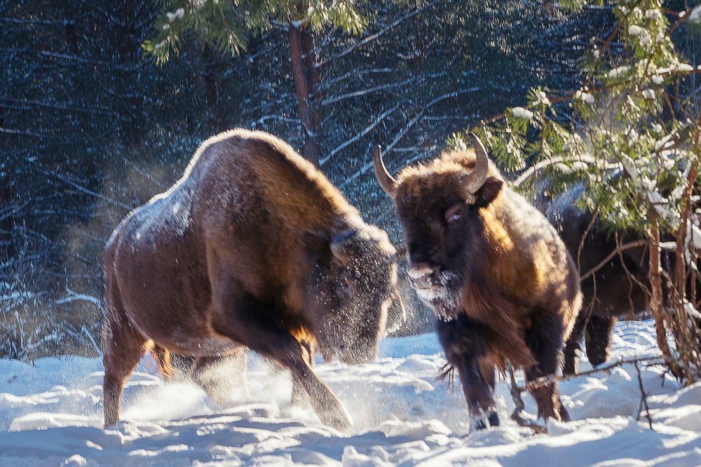 Photograph by Низовцева Елена