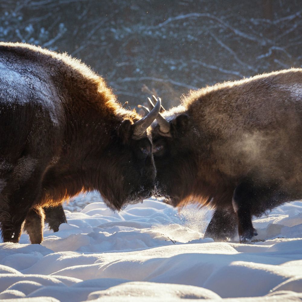 Photograph by Низовцева Елена