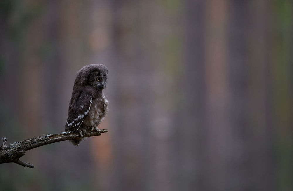 Photograph by Галина Павлова