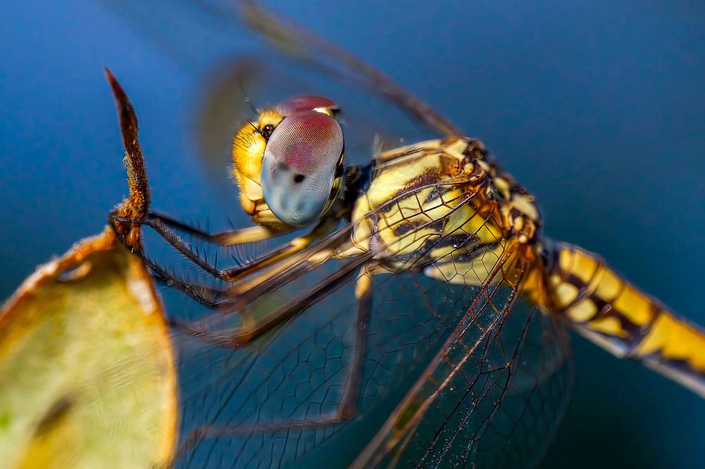 Фотография автора Ozgur Roger Sayitoglu
