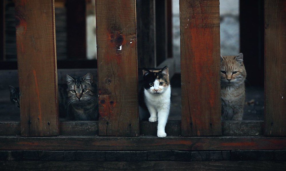 Photograph by Татьяна Полоцкая