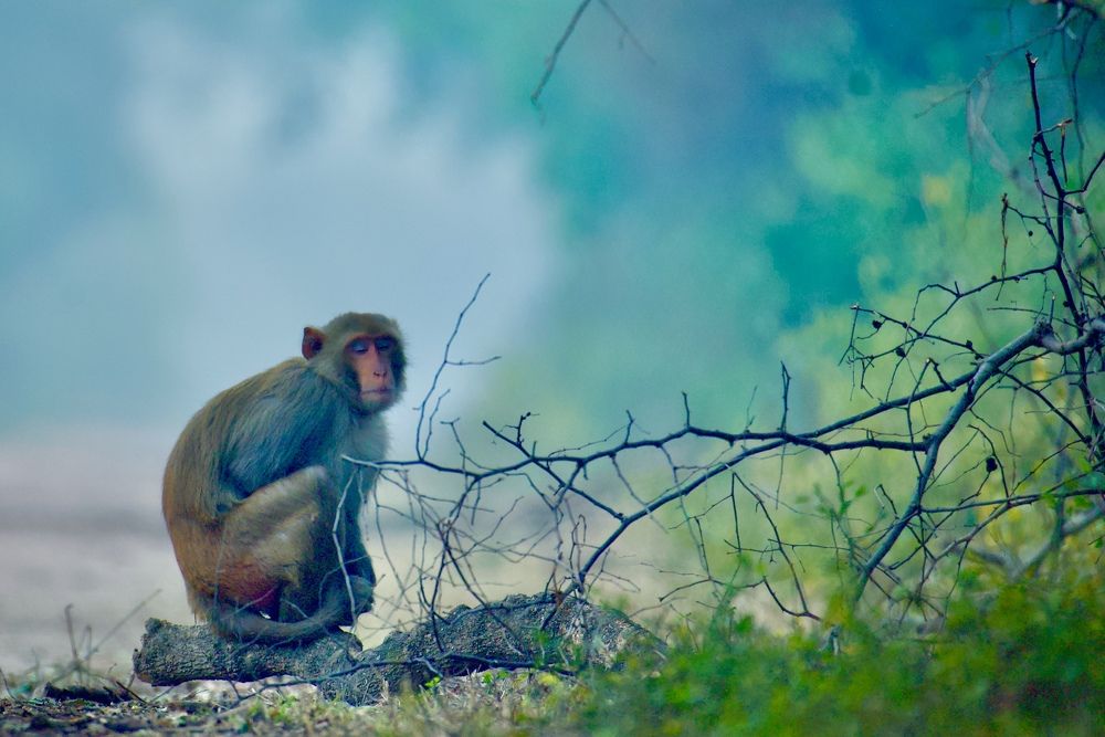 Фотография автора BIPLAB MISRA