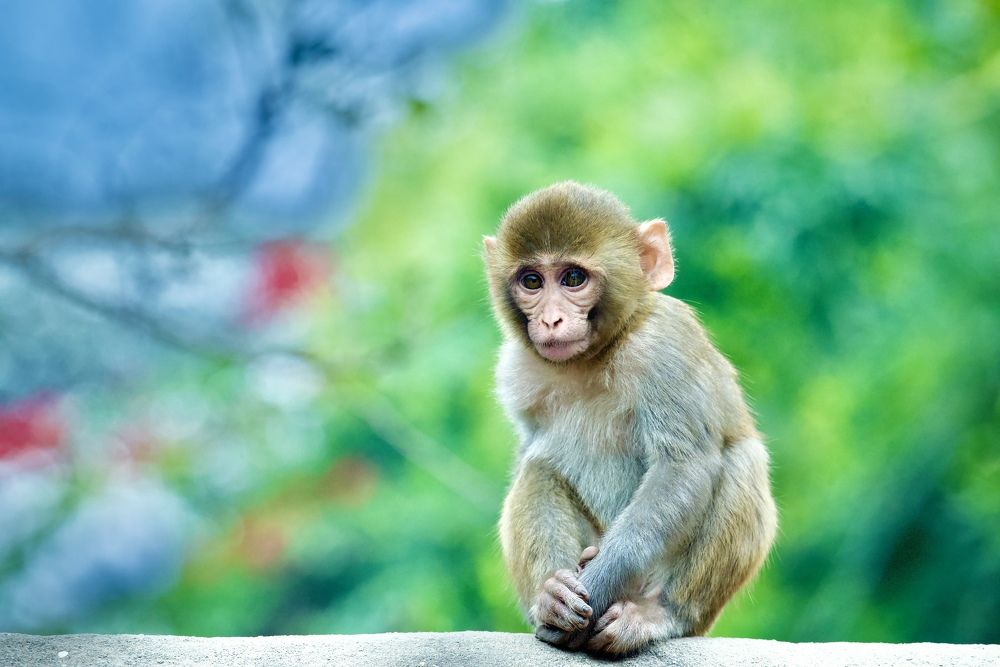 Фотография автора BIPLAB MISRA