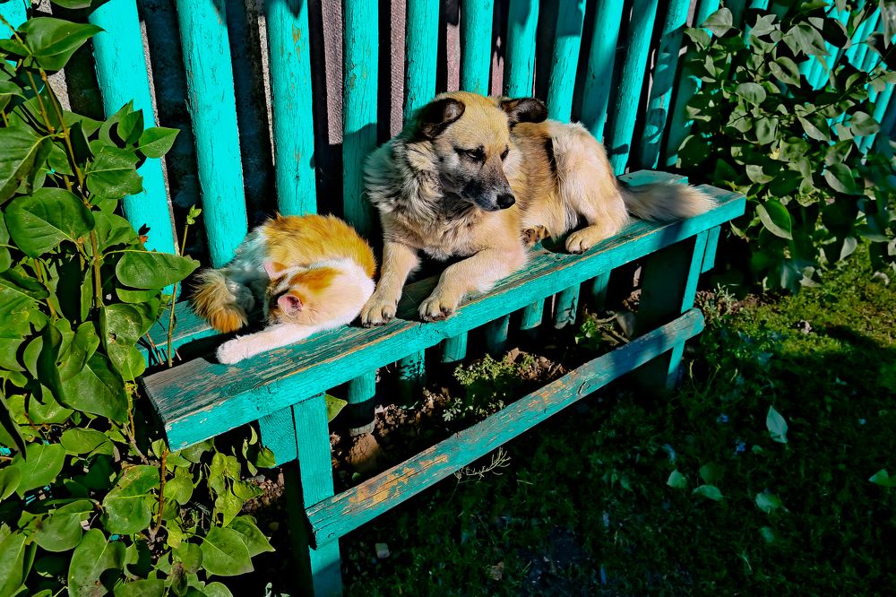 Сон друга должен быть безмятежным и глубоким!