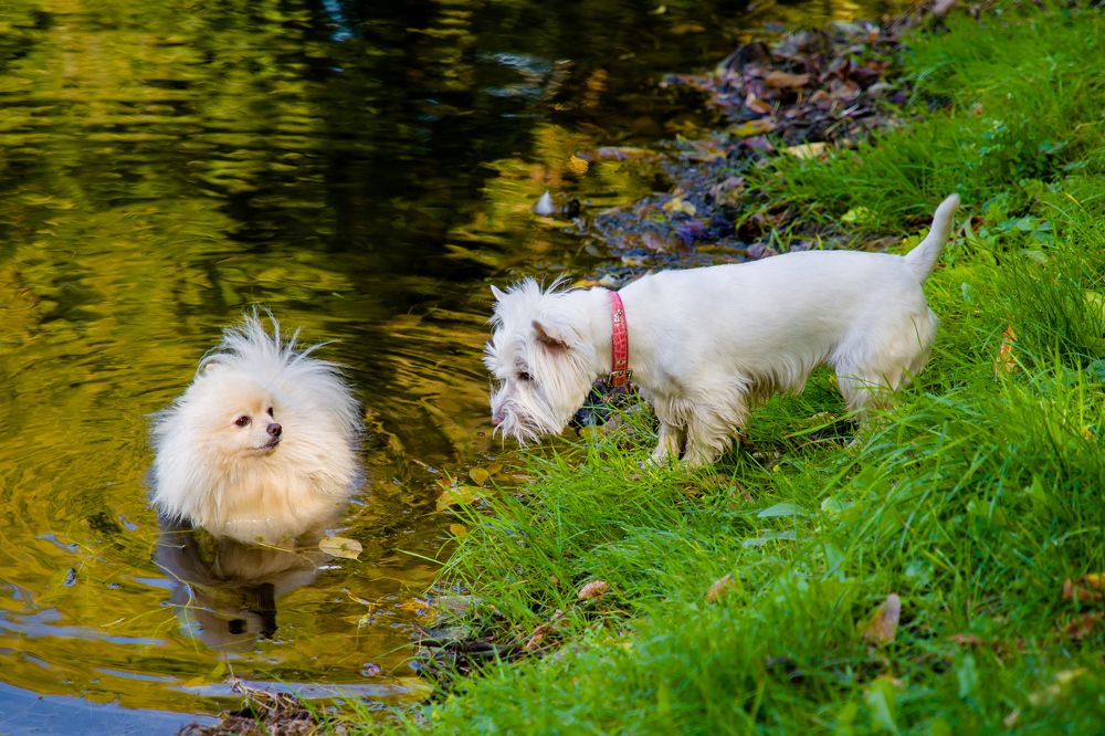 Куда ты в шубе,- я без купальника!?