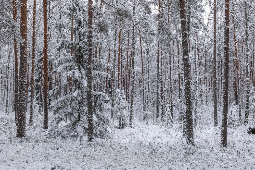 Photograph by Гордон Николай