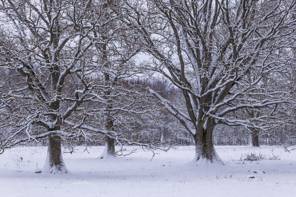 Photograph by Гордон Николай