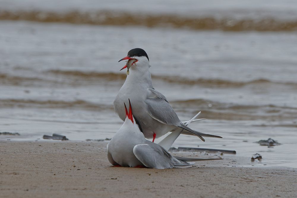 Фотография автора Олег Набровенков