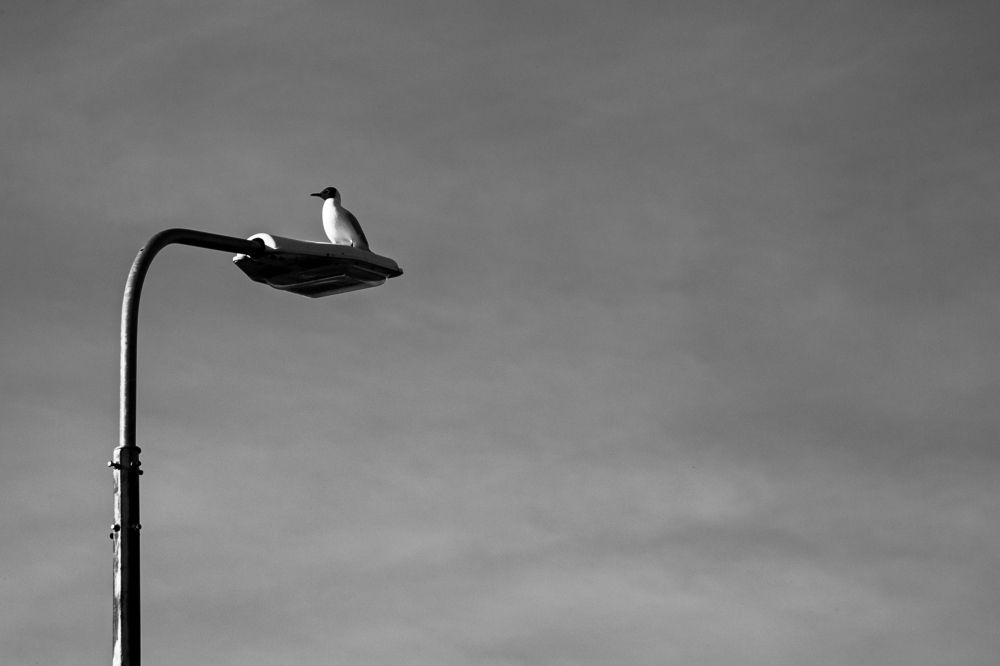 Photograph by Георгий Горшков