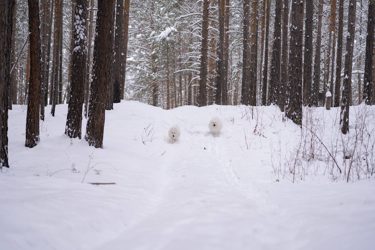 Фотография #11724388