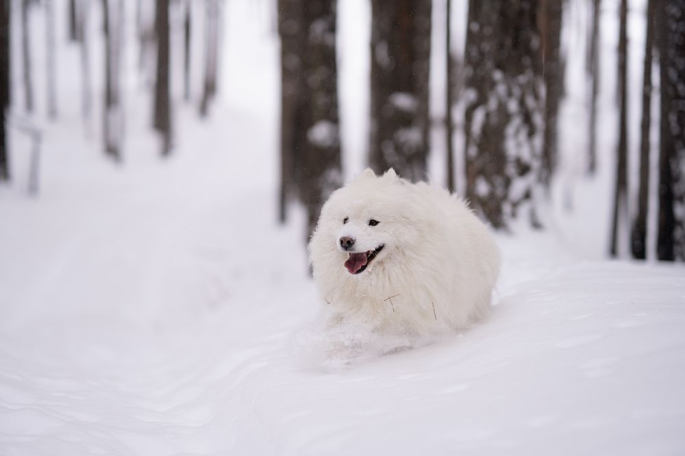 Photograph by Екатерина Чупрова