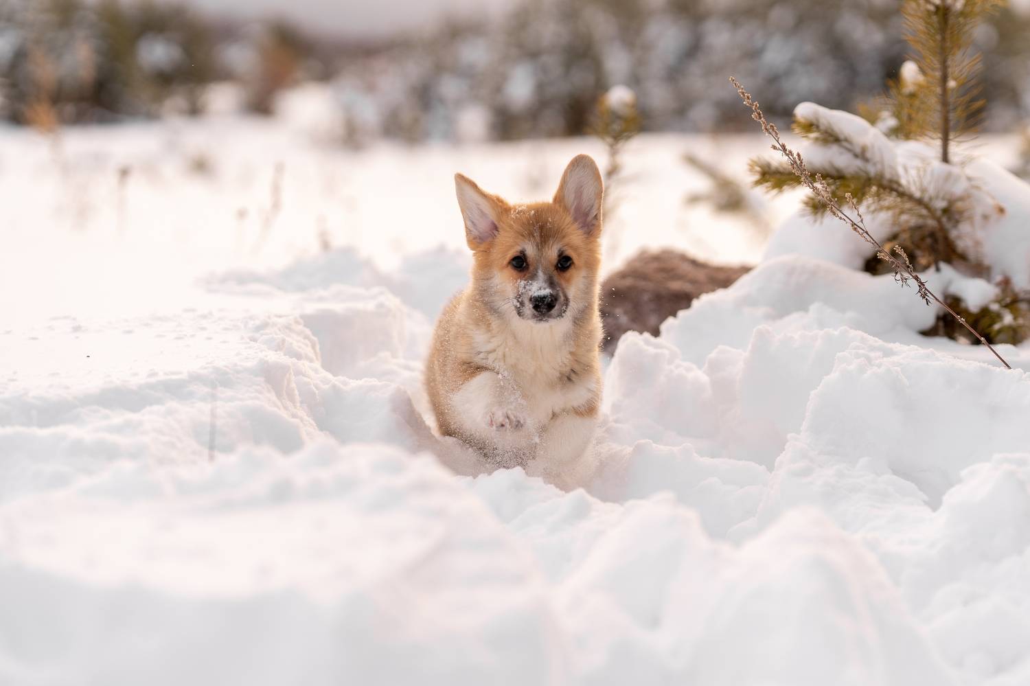 Фотография #11724393