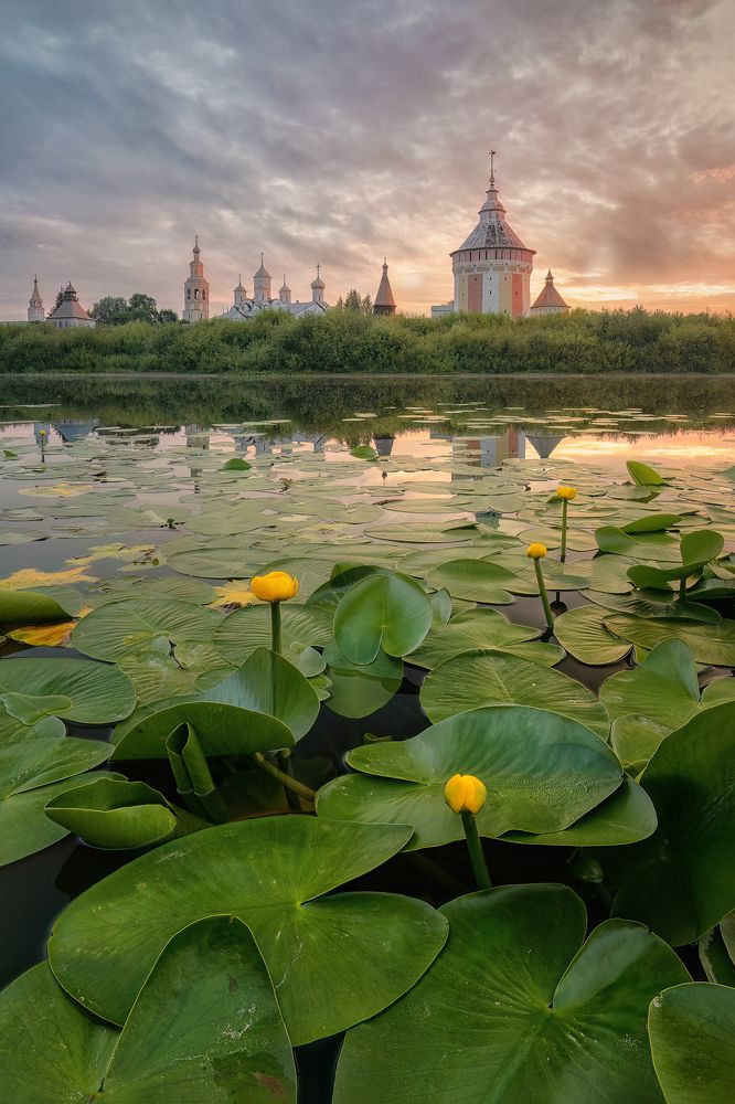 Кувшинковые поля в Вологде