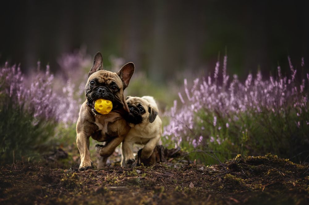 Photograph by Самусенкова Елена