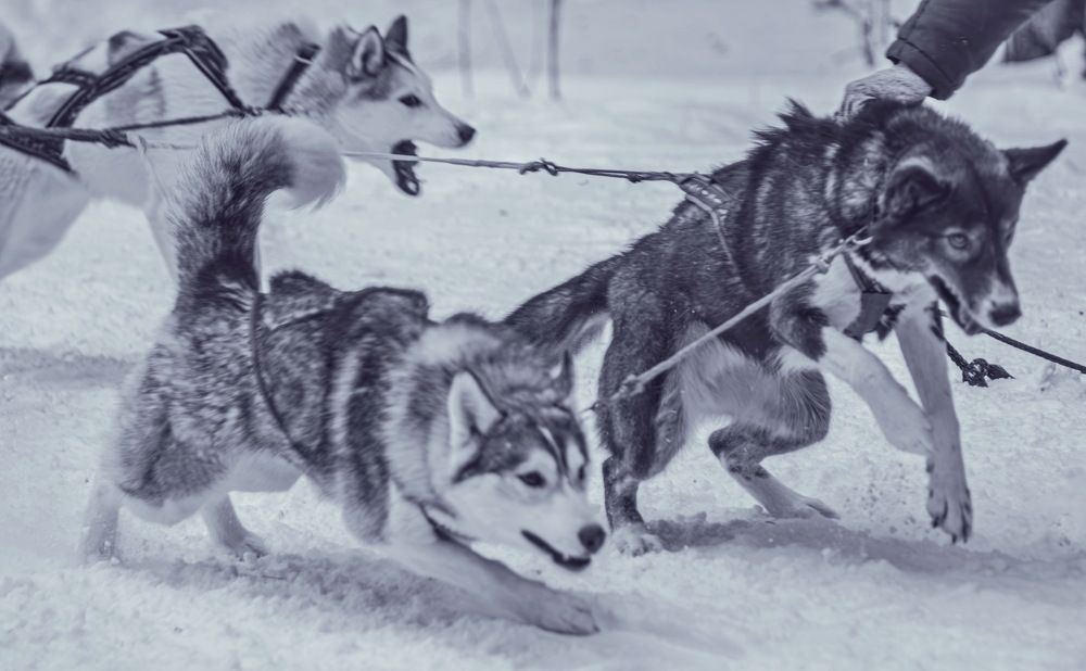 Photograph by Виктор Саврей