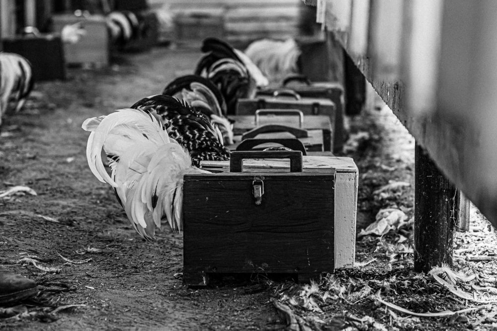 Фотография автора Linda Celis