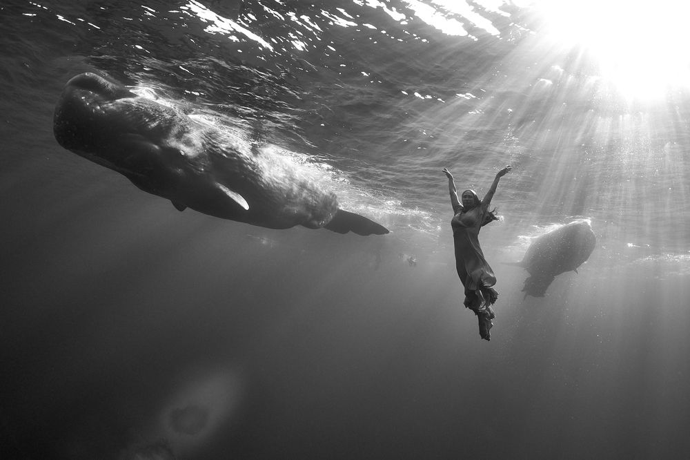 Dreams with a whales