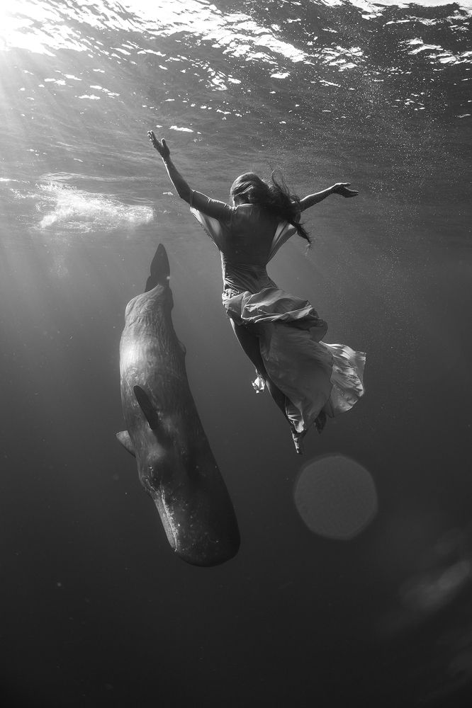 Повелительница китов / Lady of the Whales