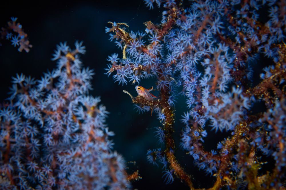 Мал золотник... / The spool is small...