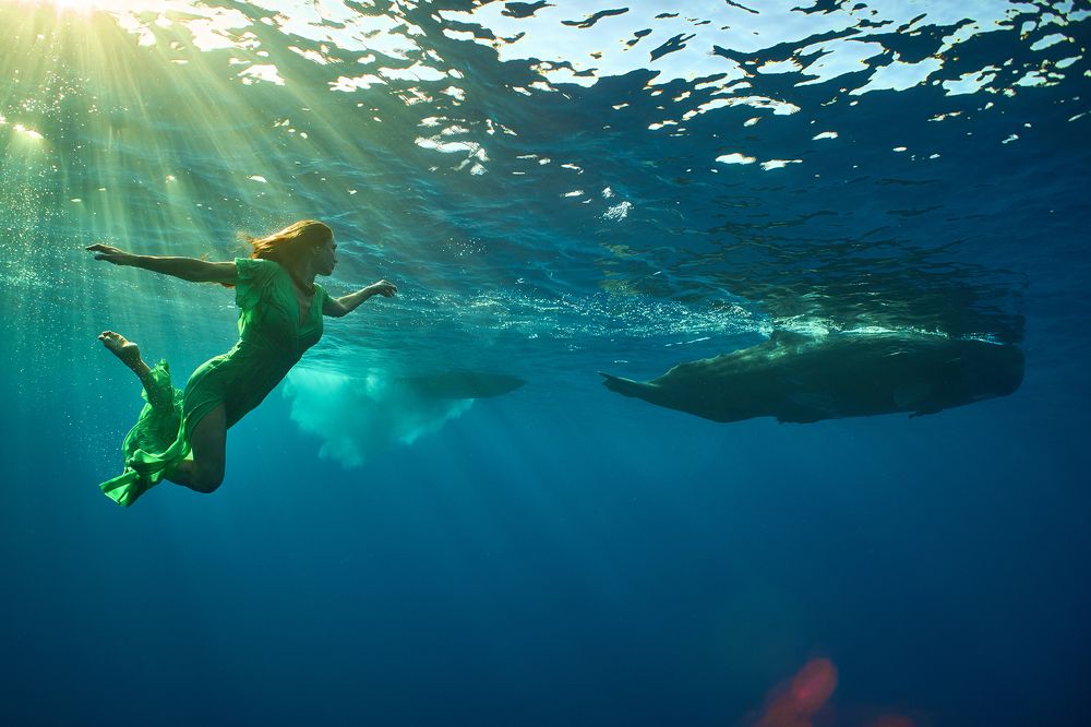 Dreams with a whales