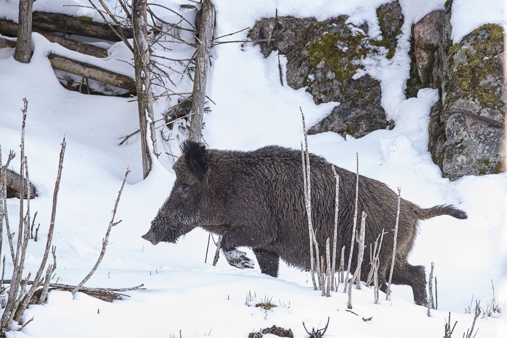 Photograph by Алексей Шаскольский