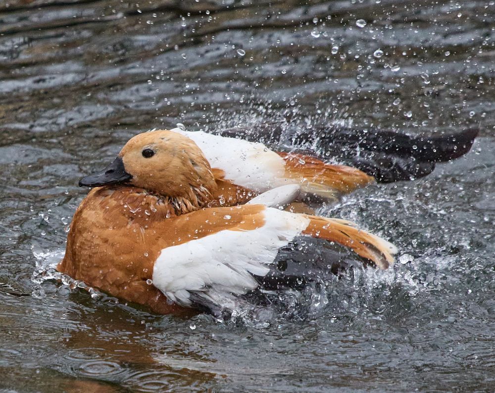 Водные процедуры