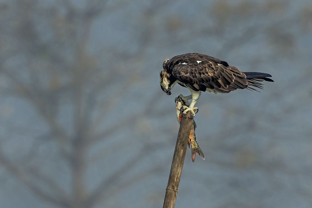 Photograph by Saumi Biswas