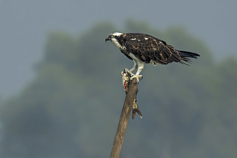 Photograph by Saumi Biswas
