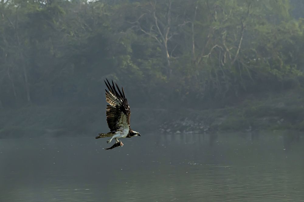 Photograph by Saumi Biswas