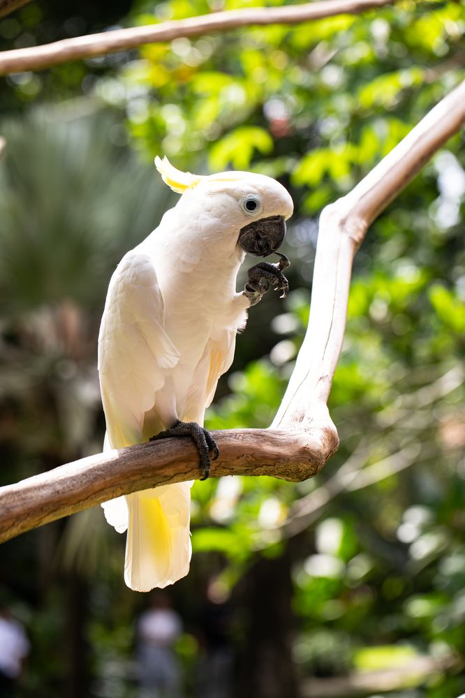 Фотография автора Мария Сурмачева