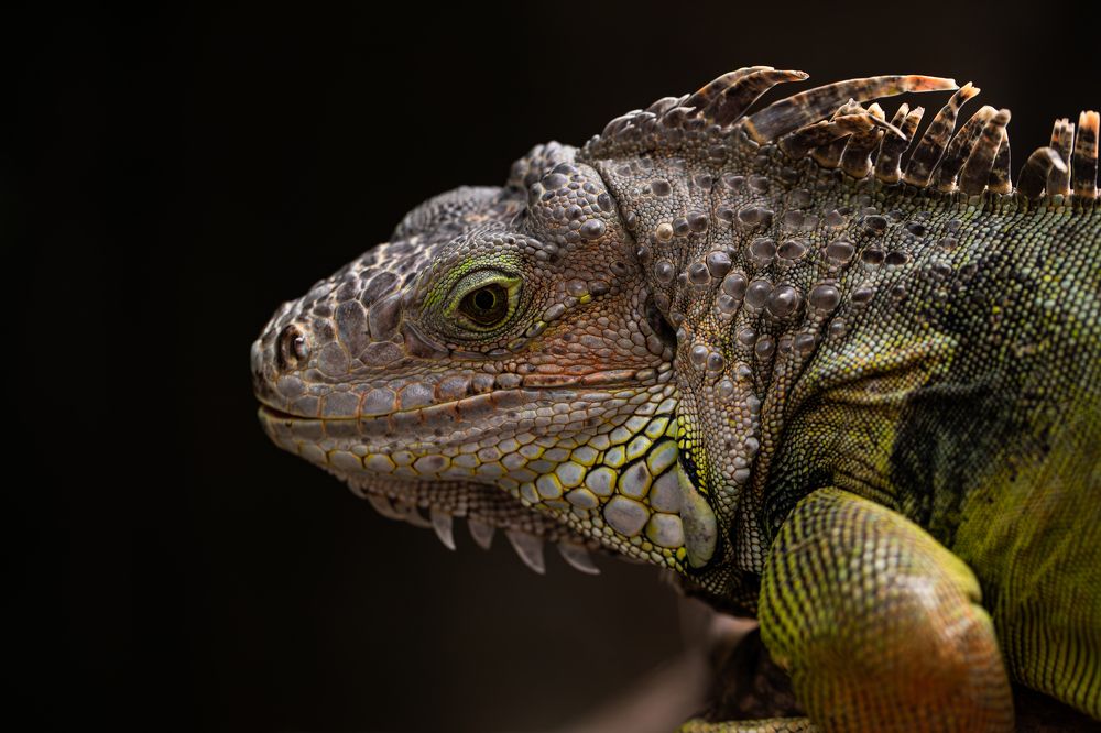 Фотография автора Мария Сурмачева