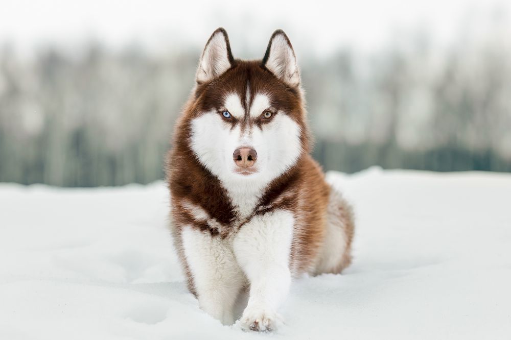 Photograph by Светлана= Гущина