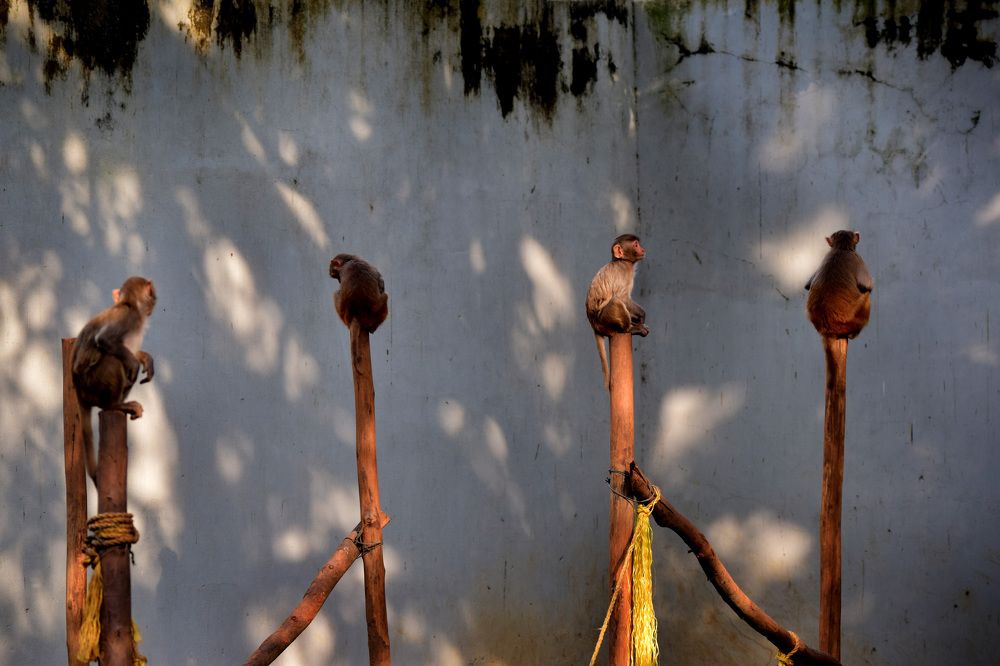 Photograph by shashiranjan prakash