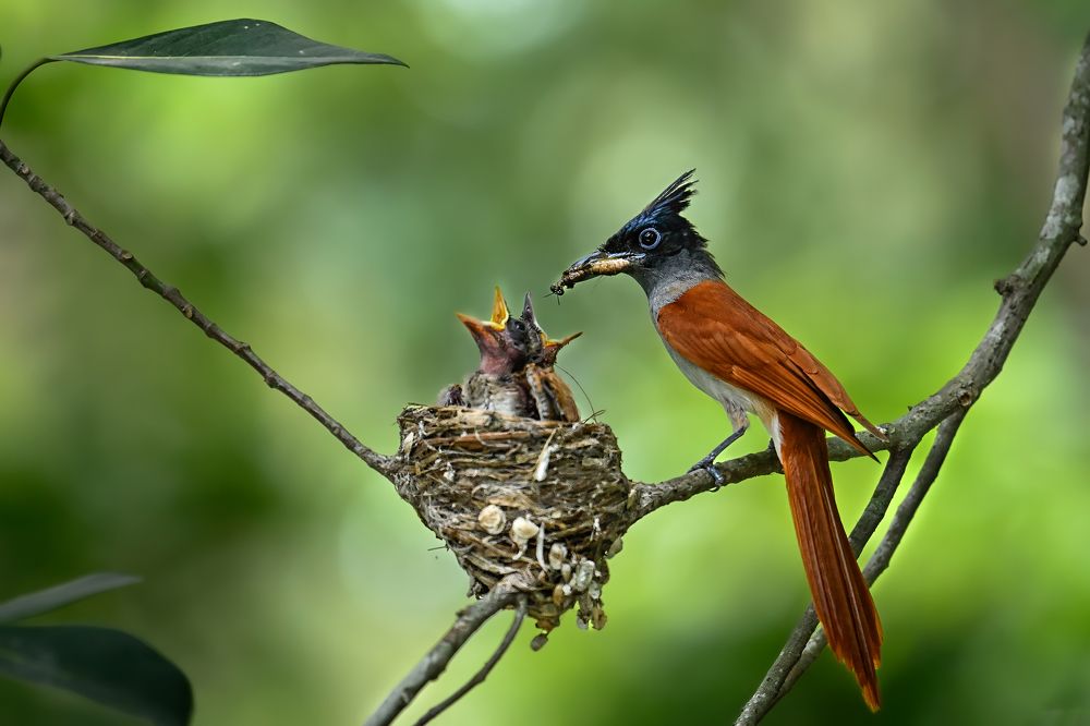 Paradise Flycatcher Feeding Its Chicks