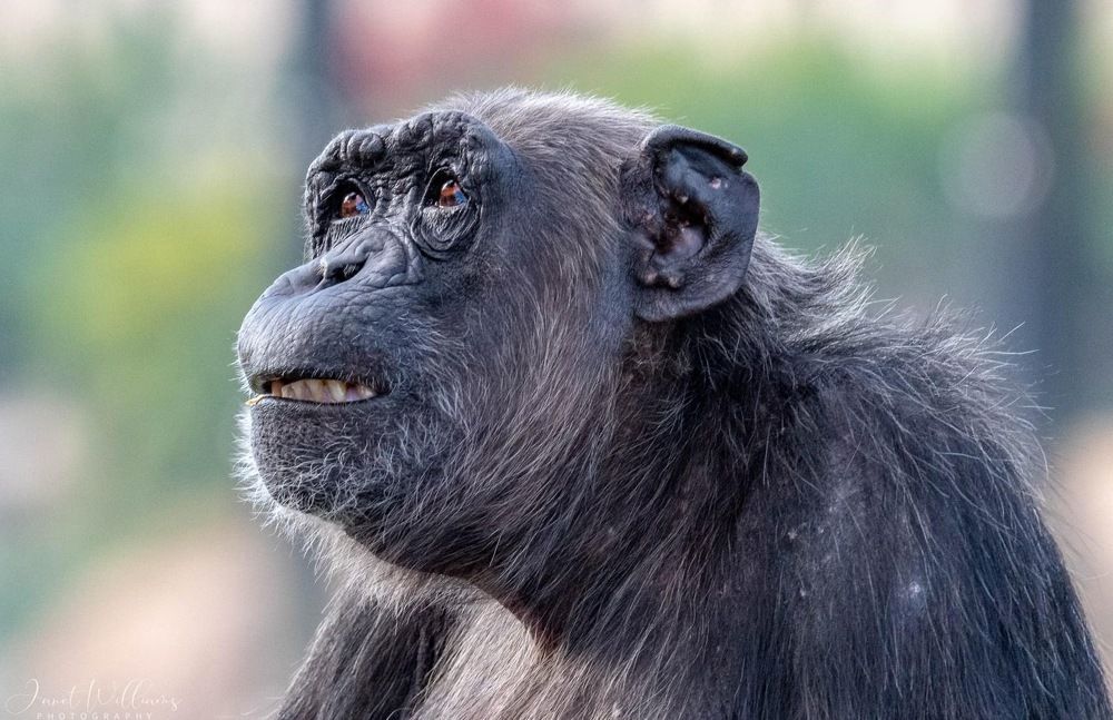 Photograph by Janet Williams