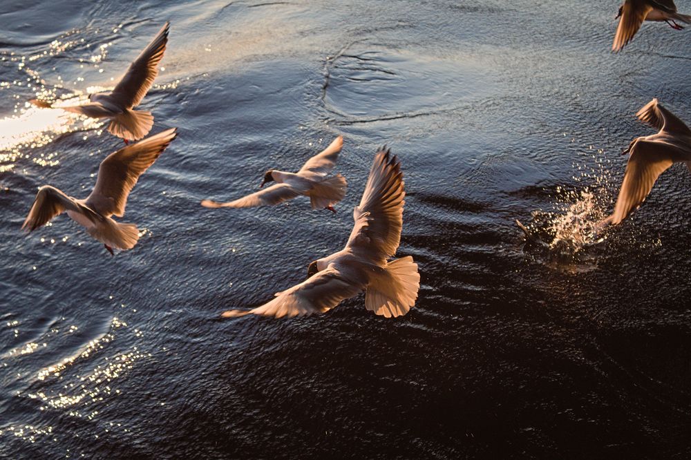 Photo #11726068