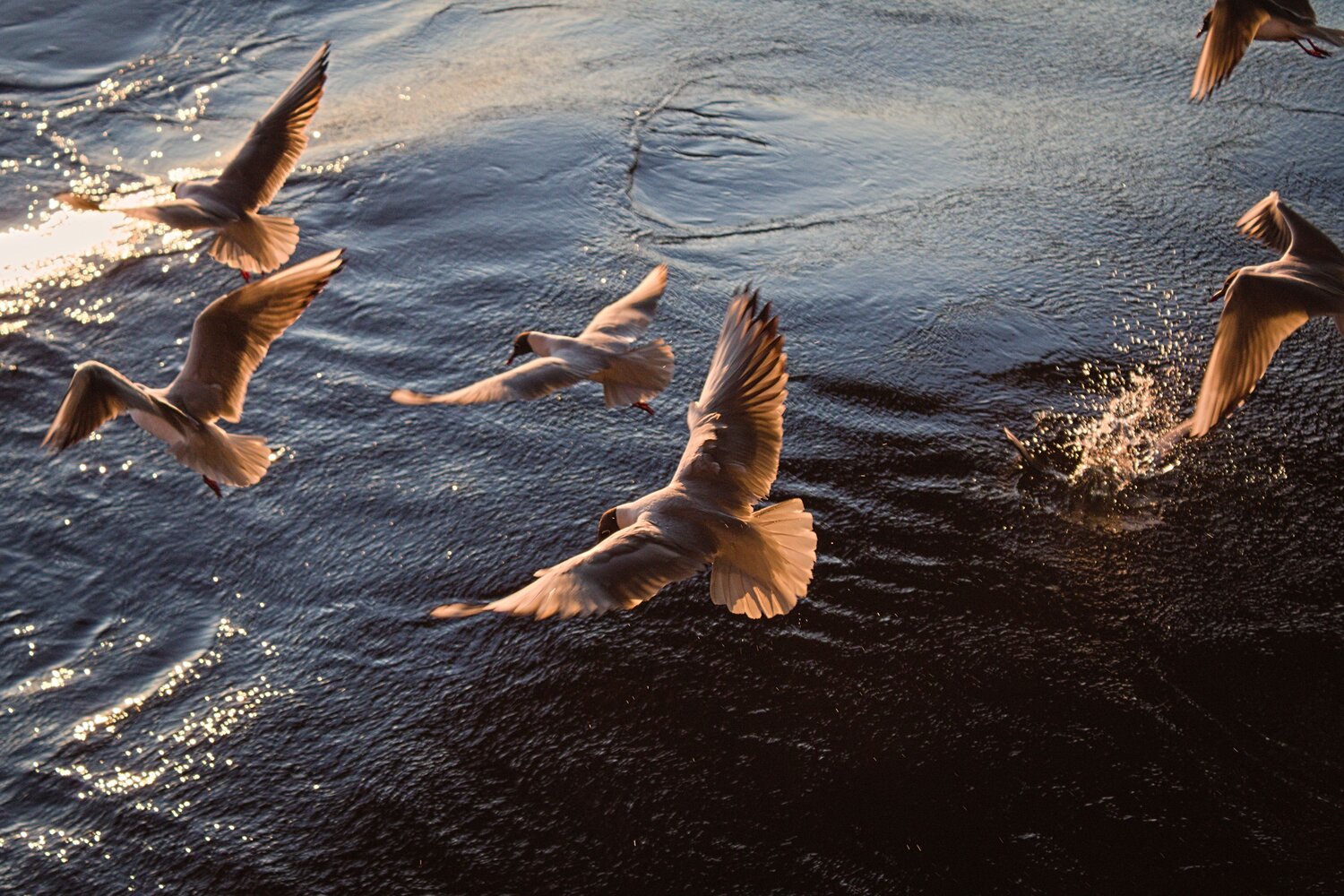 Photo #11726068