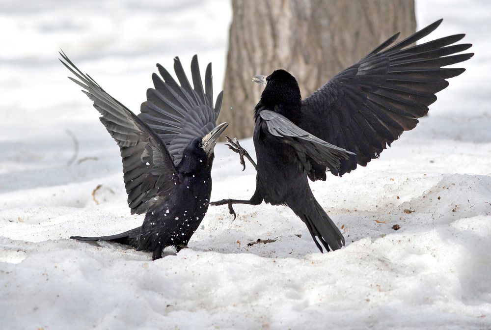 Поединок. Грачи.