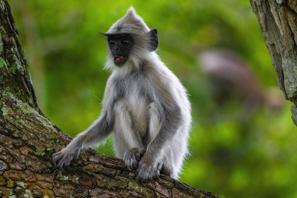 Photograph by Leslee Jayachandran