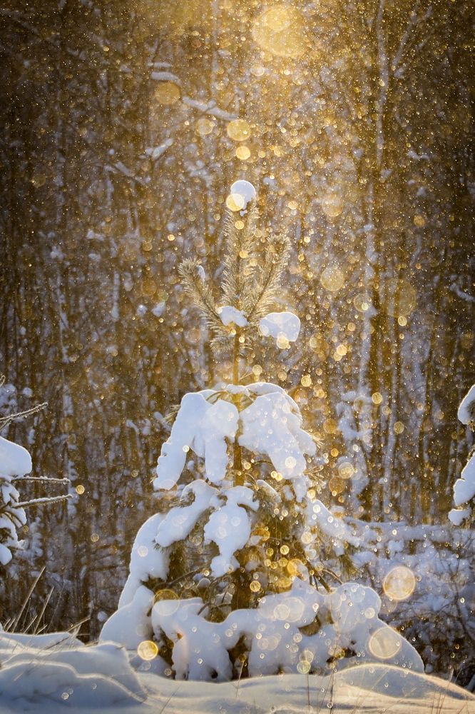 Фотография автора Inga Ivanova