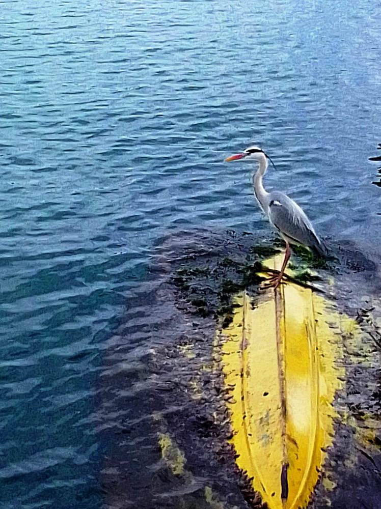 ловись, рыбка, большая и маленькая...