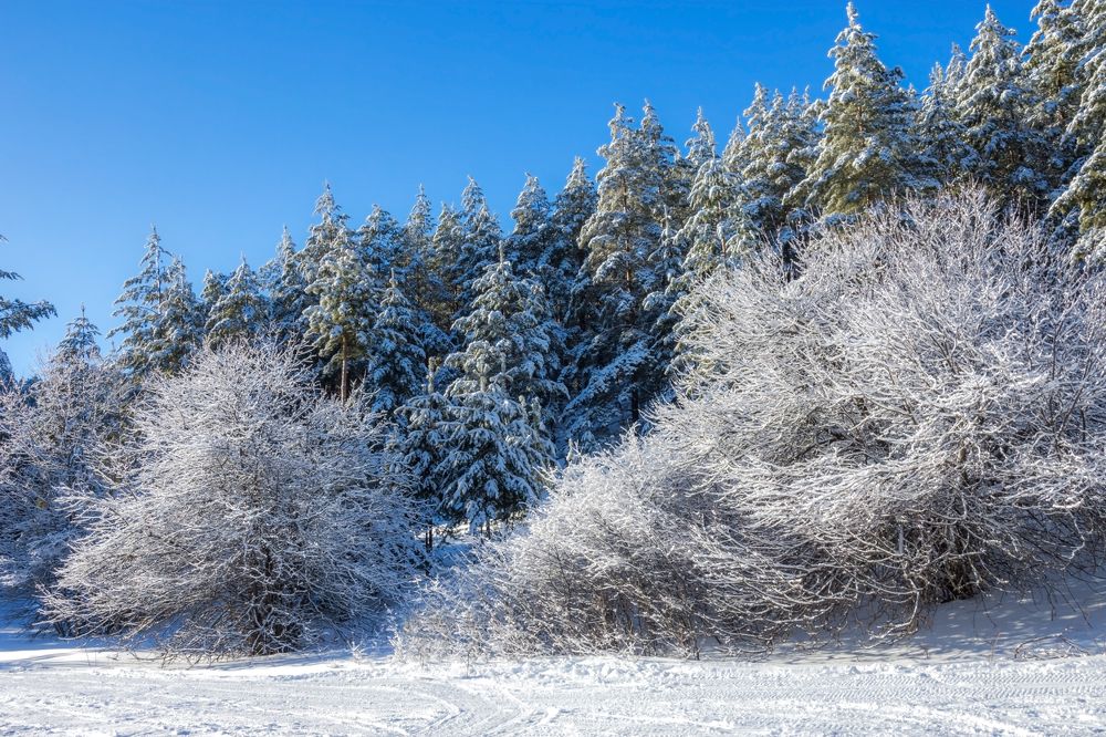 Белая сказка зимы