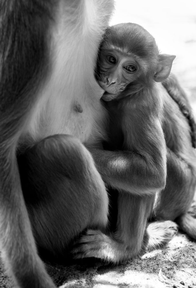 Bread monkey and nipple